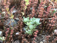 Psilocarphus tenellus