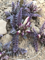 Pedicularis centranthera