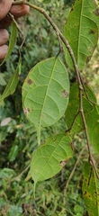 Ficus sinuata, photograph (c) T R Shankar Raman, some rights reserved (CC BY)