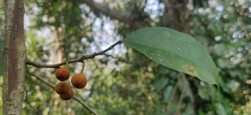 Ficus sinuata, photograph 4