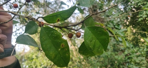 Ficus sinuata, photograph 5