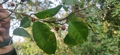 Ficus sinuata, photograph (c) T R Shankar Raman, some rights reserved (CC BY)