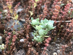 Psilocarphus tenellus