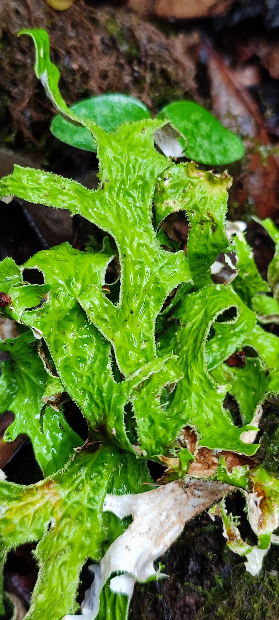 Pulmonaria de árbol