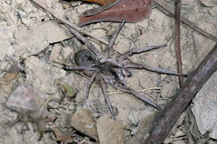 Pavocosa