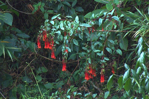 Fuchsia magdalenae