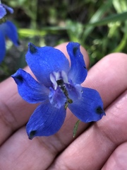 Delphinium parishii