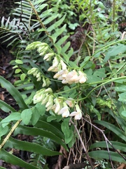 Vicia gigantea