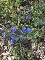 Delphinium parishii