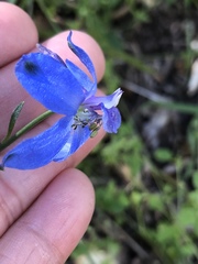 Delphinium parishii