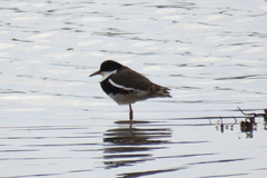 Erythrogonys cinctus