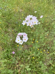 Leptosiphon montanus