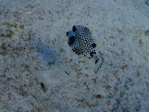 Shell fish (Lactophrys triqueter) — Ostraciidae — 5