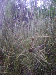 Ephedra americana