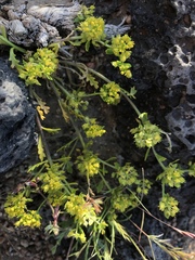 Lepidium flavum