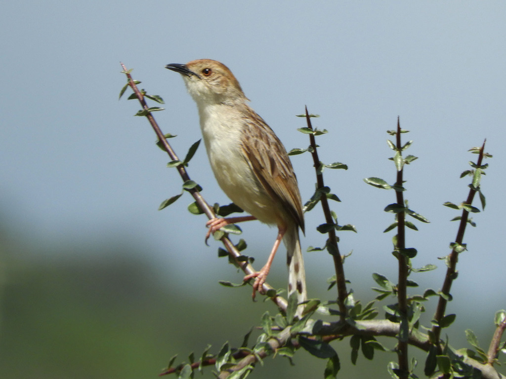 Rattling Cisticola from Namanga, Kenya on December 15, 2023 at 0212 PM