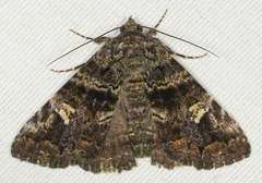 Metria amella
