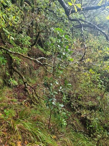Image of Pittosporum coriaceum by (c) Vítor Jorge, some rights reserved (CC BY)