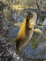 Aegean Chub photo 2