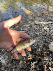 Aegean Chub photo 3