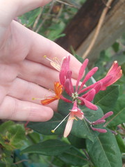 Lonicera × heckrottii