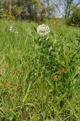 Marshallia caespitosa