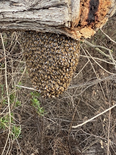 iNaturalist observation photo of Western Honey Bee