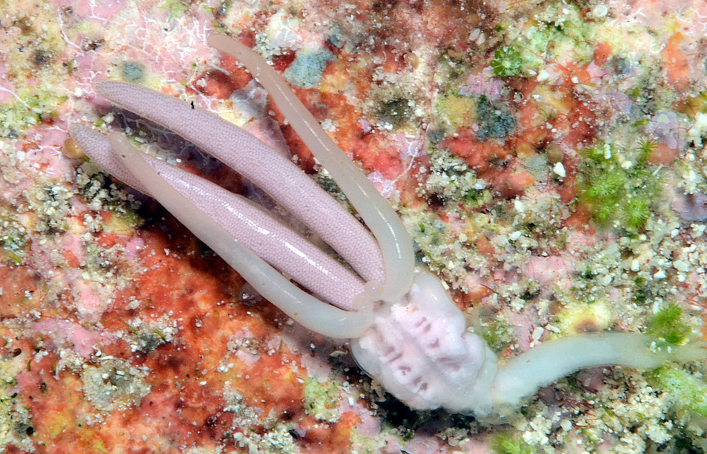 Brachiella thynni