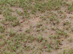 Paraleptuca splendida