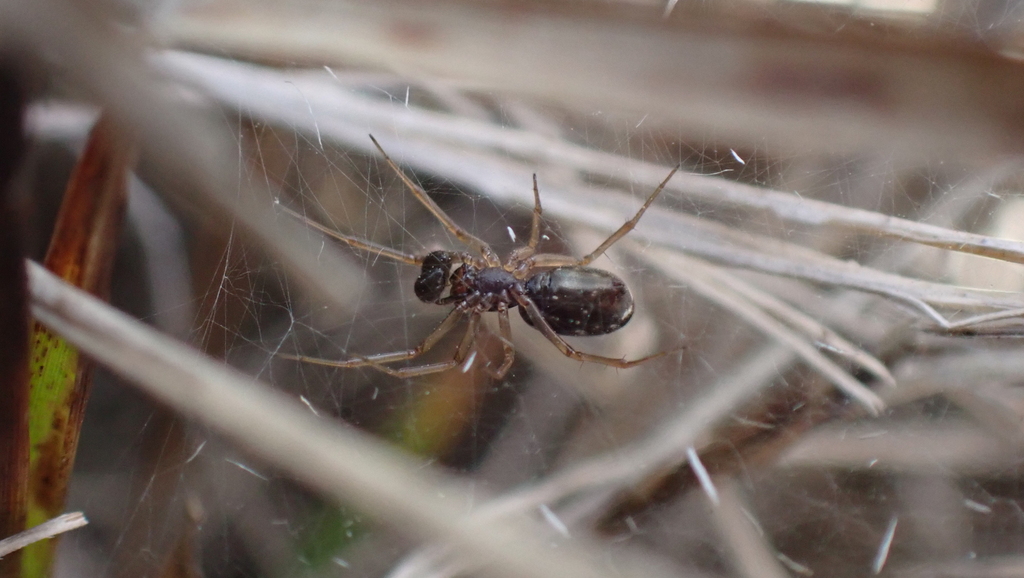 Neriene furtiva