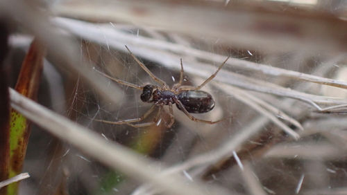 Neriene furtiva