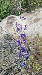 Delphinium parishii subglobosum