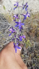 Delphinium parishii subglobosum