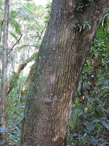 Image of Tapirira guianensis by (c) Fabrício Mil Homens Riella, some rights reserved (CC BY)