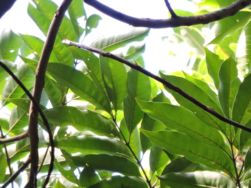 Image of Tapirira guianensis by (c) Fabrício Mil Homens Riella, some rights reserved (CC BY)