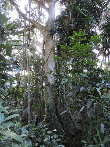 Ficus cestrifolia (Ficus cestrifolia)