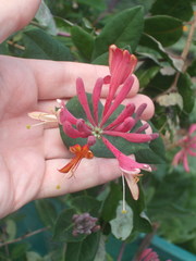 Lonicera × heckrottii