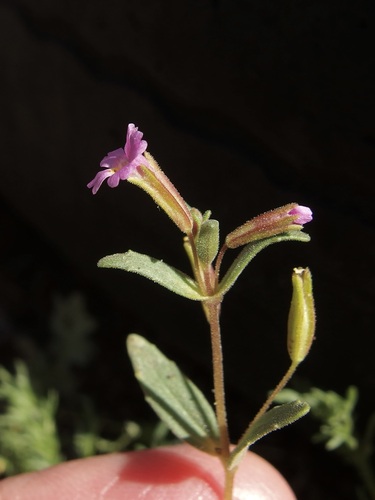 Image of Erythranthe rubella by (c) Sue Carnahan, some rights reserved (CC BY)
