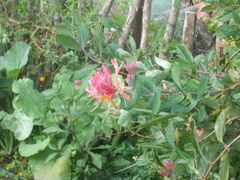 Lonicera × heckrottii