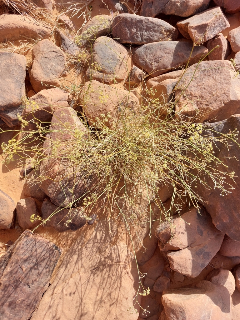 Desert Guezah
