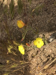 Camissonia kernensis