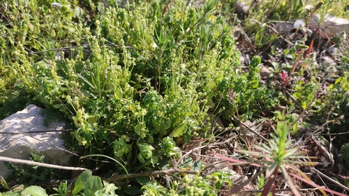 Mercurialis huetii (Mercurialis huetii)