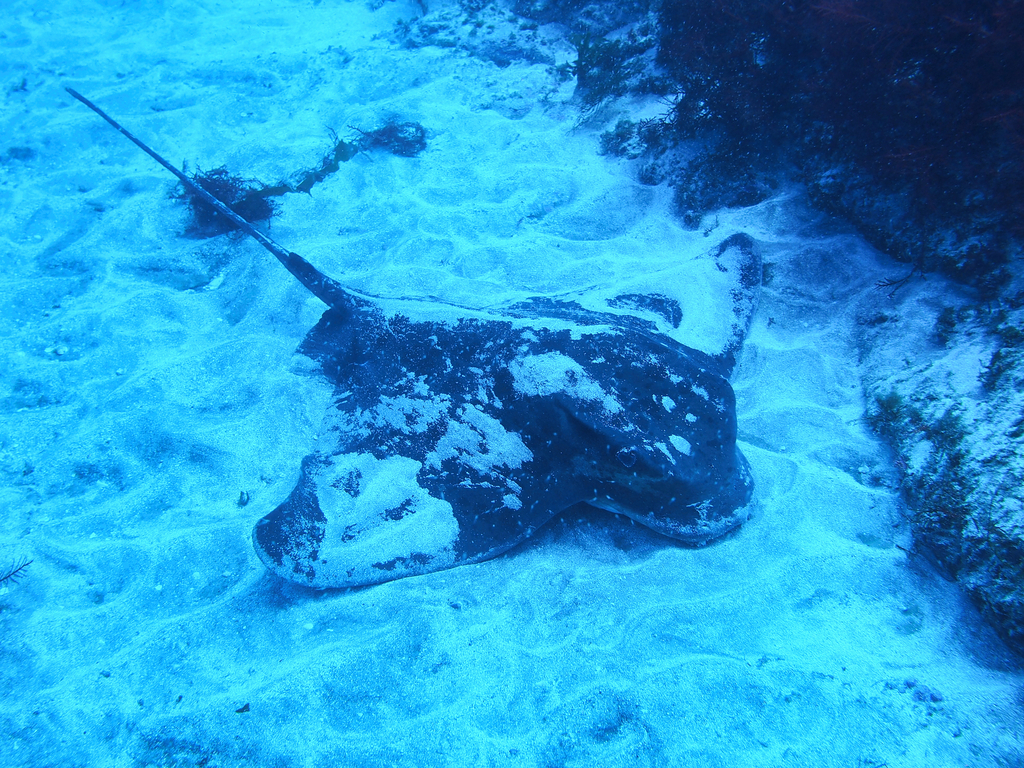 Cowhead eagle ray (Myliobatis tobijei) — Myliobatidae