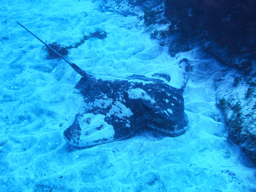 Cowhead eagle ray (Myliobatis tobijei) — Myliobatidae