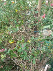 Lonicera × heckrottii