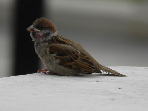 Moineau friquet, jeune