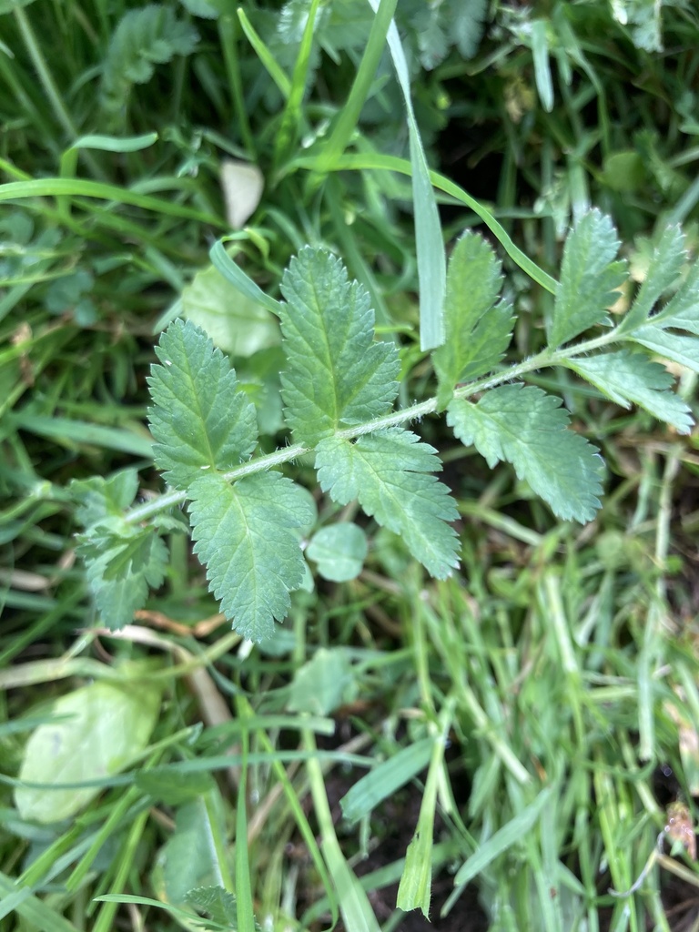 musk-stork-s-bill-from-santiago-steam-magnet-elementary-school-lake