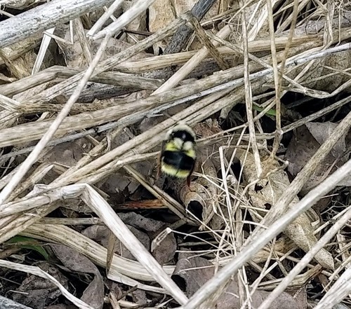 Two-form Bumble Bee Complex photo 4