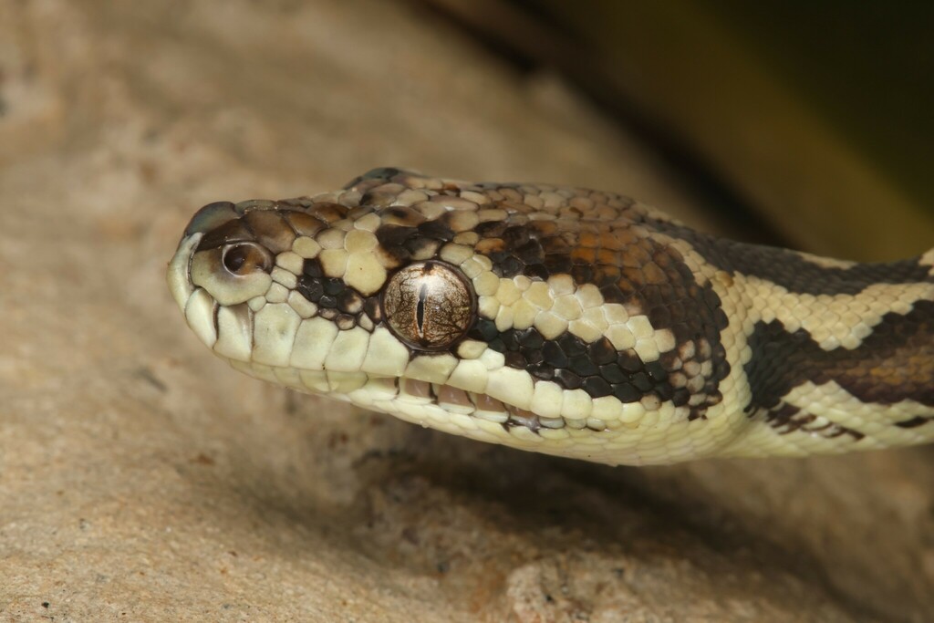 Carpet Python from Acacia Hills NT 0822, Australia on January 18, 2023 ...