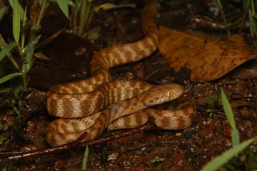 Brown Tree Snake sighting